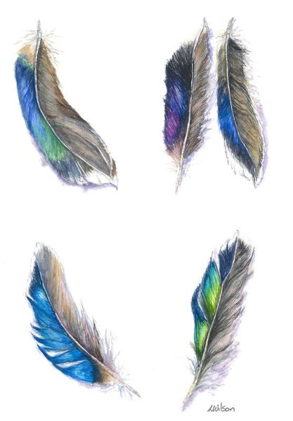 Перо утки нарисовать