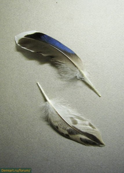 Перо лазоревки