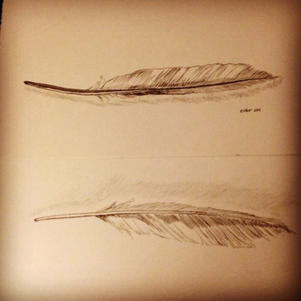 Перо рисунок