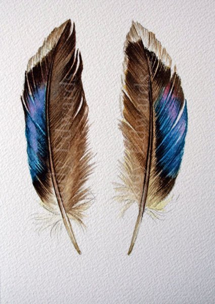 Птичье перо