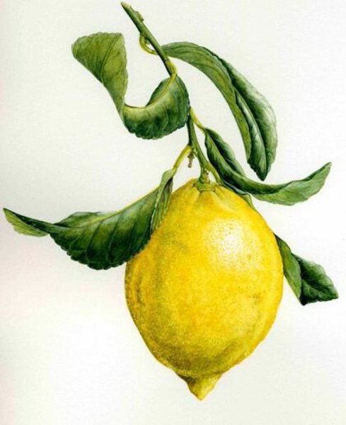 Лимон акварелью