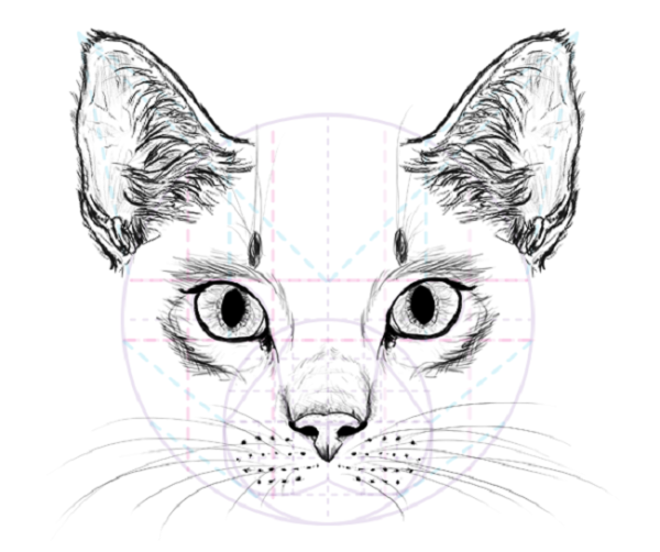 Анатомия морды кошки