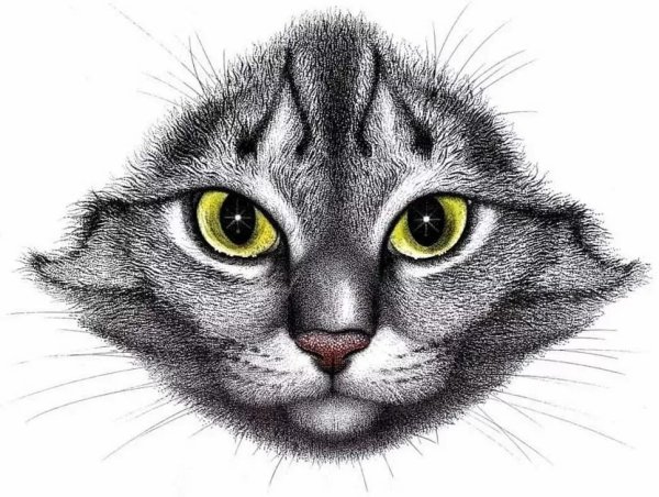 Кошачья мордочка рисунок