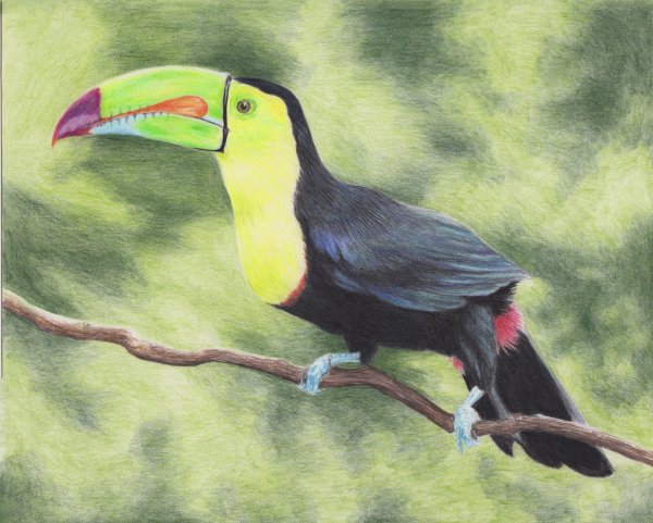 Тукан карандашом