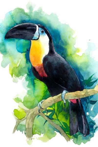 Тукан птица акварелью