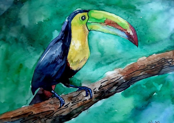Тукан птица акварелью