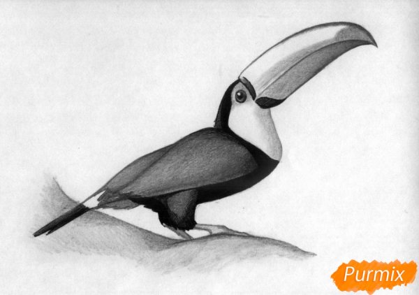 Тукан для срисовки