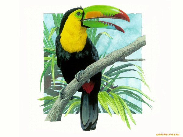 Экзотические птицы