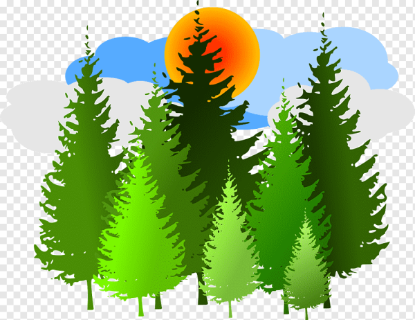 Лес на белом фоне