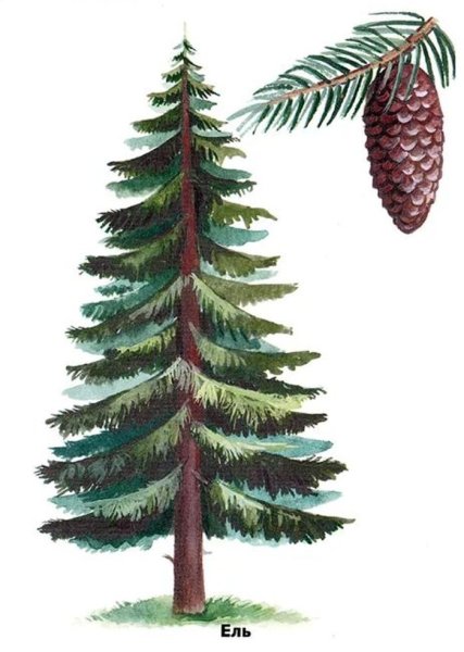 Ель рисунок