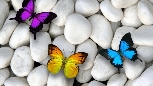 Бабочка на камнях