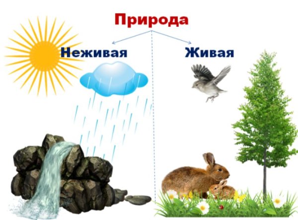 Живая и неживая природа