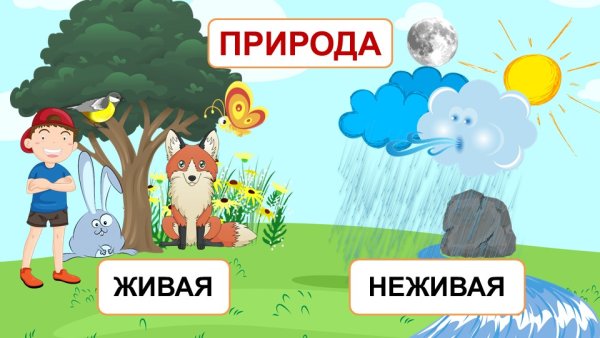 Живая и неживая природа