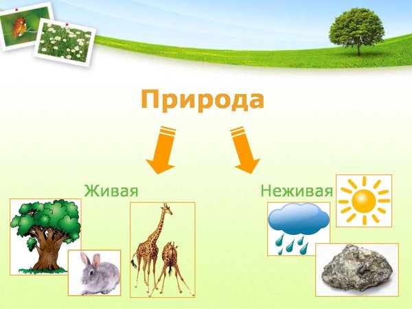 Живая и неживая природа