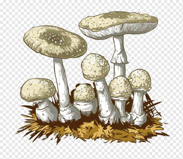 Мухомор пантерный