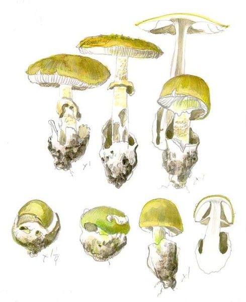 Бледная поганка