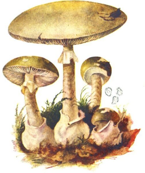 Amanita muscaria рисунок