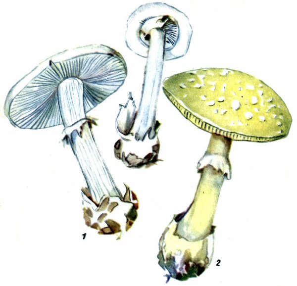 Референс грибов