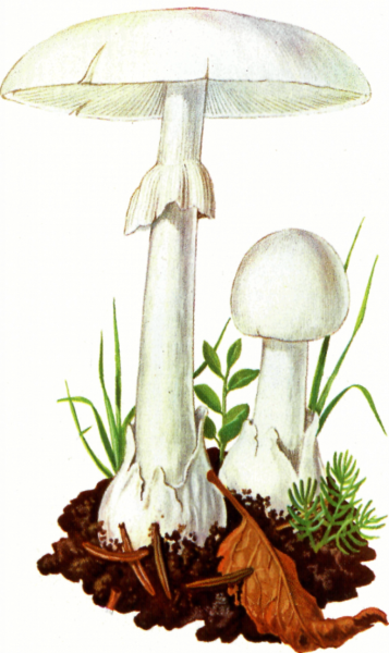 Грибы мухомор бледная поганка для детей