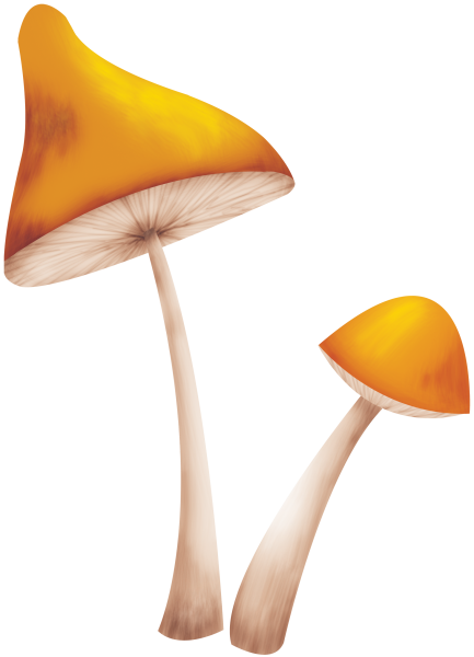 Бледная поганка гриб