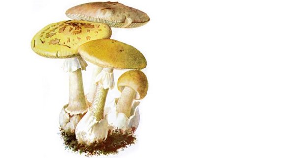 Бледная поганка рисунок