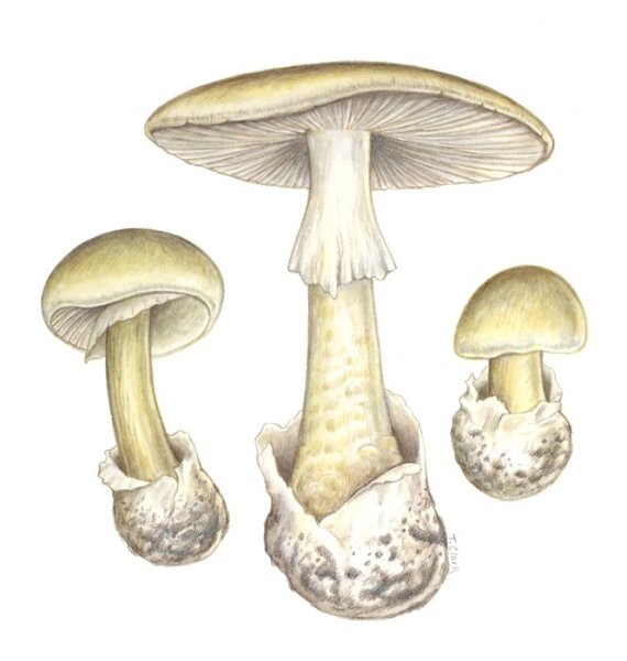 Бледная поганка раскраска для детей