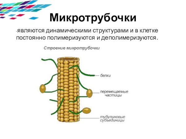 Строение клетки микротрубочки