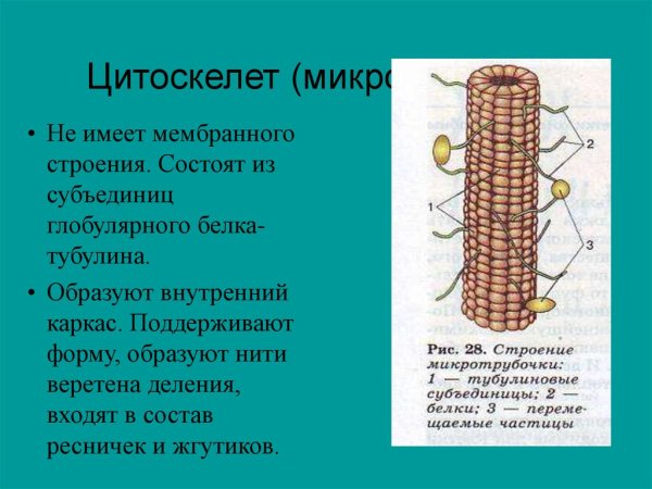 Строение микротрубочек в клетке