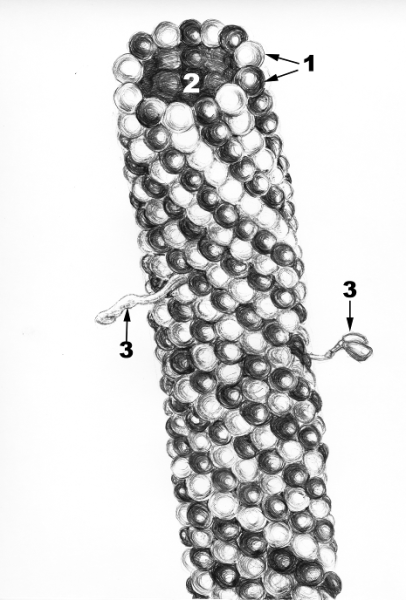 Рис 28 строение микротрубочки