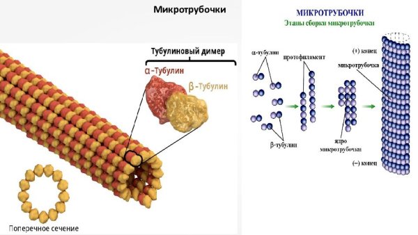 Микротрубочки схематический рисунок
