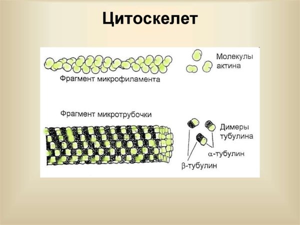 Микротрубочки цитоскелета строение