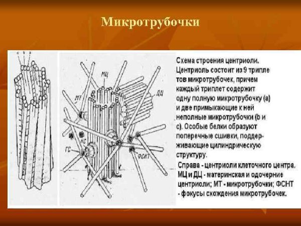 Микротрубочки клеточного центра состоят из белка