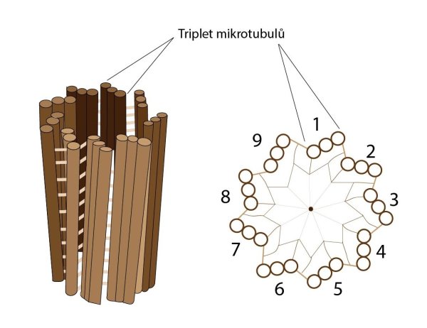 Микротрубочки строение схематично