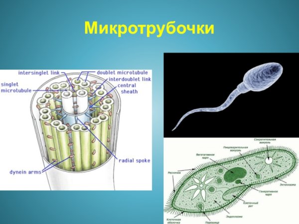 Строение клетки микротрубочки