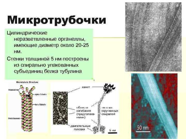 Строение микротрубочки растительной клетки