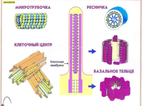 Строение реснички микротрубочки