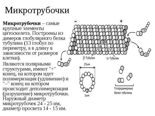 Микротрубочки типа 9 плюс 2