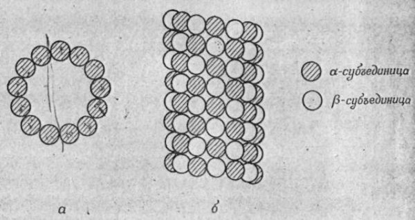 Микротрубочки на поперечном сечении