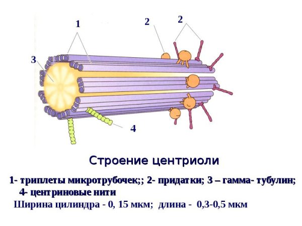 Микротрубочки образуют цитоскелет