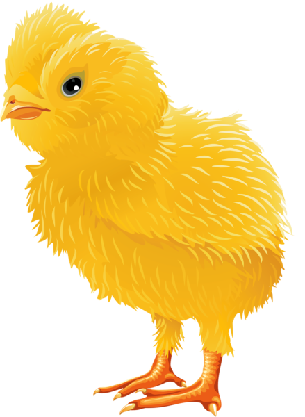 Цыпленок картинка для детей