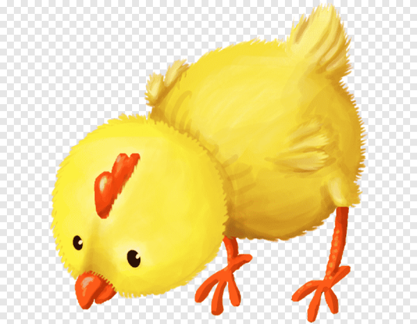 Цыпленок на прозрачном фоне