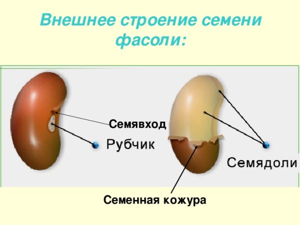Строение семени семявход