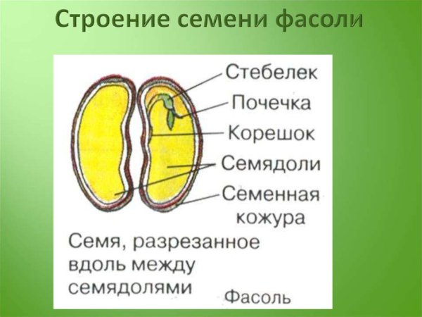 Строение семени ботаника