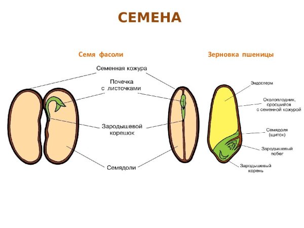 Части семени зерновки схема