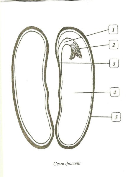 Рис строение семени фасоли