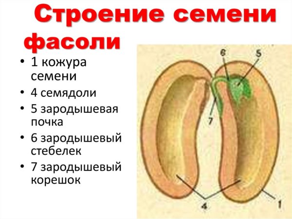 Семенная кожура семядоли зародышевый стебелек