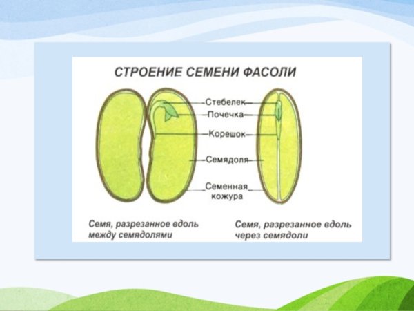 Строение семени фасоли 6 класс