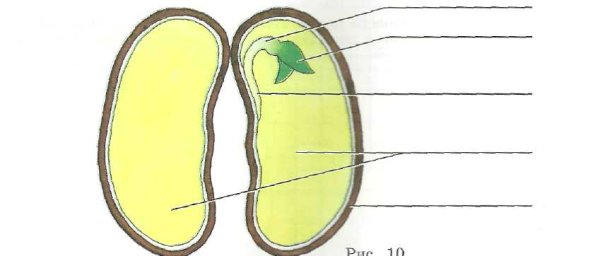 Семя двудольного растения фасоли