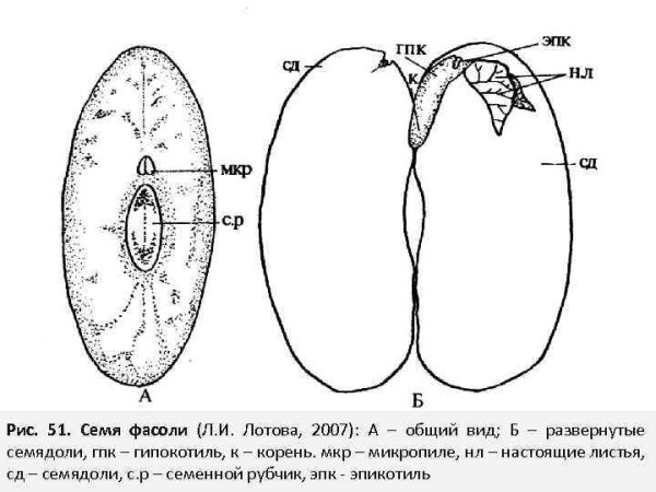 Строение семени бобовых