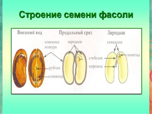 Строение зародыша семени фасоли рисунок